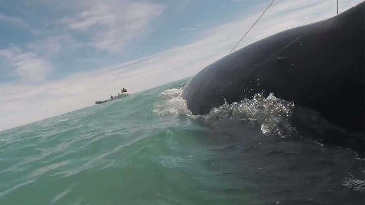 Most Endangered Marine Mammal Is in Danger of Extinction | The Weather