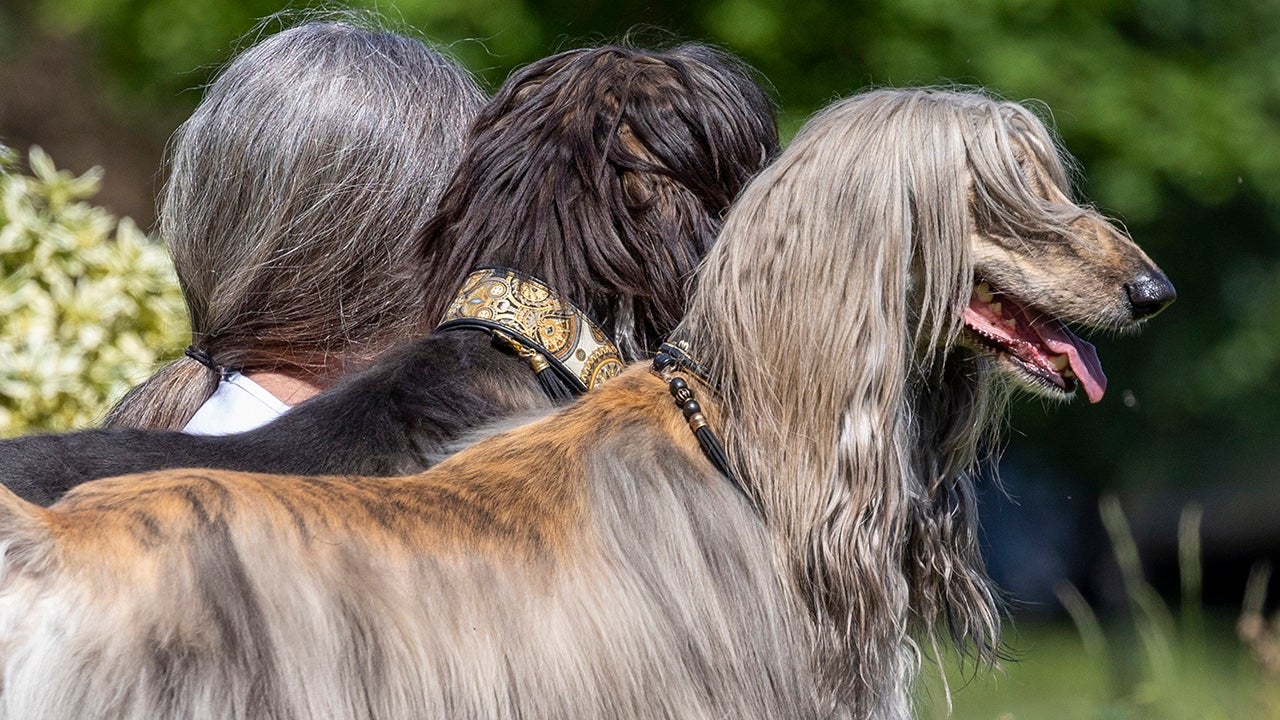 4._pets_who_look_like_owners_category_winner_klaus-peter_selzer_the_three_greys.jpeg