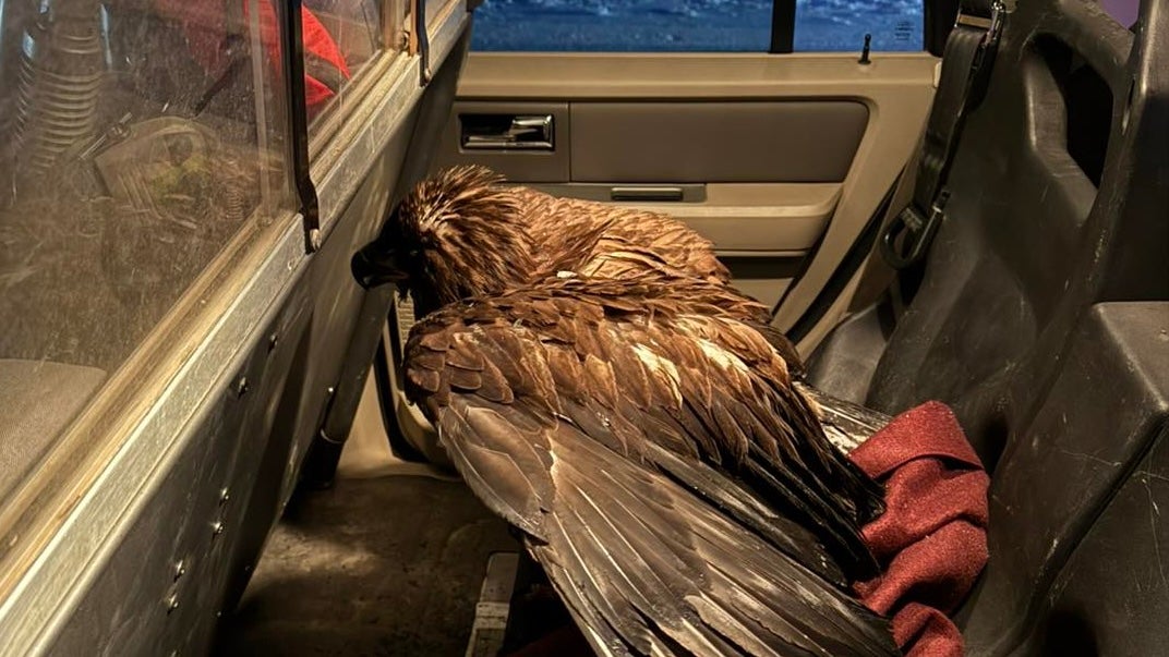 A frozen bald eagle was taken to an Alaskan police station to be fed, warmed up and then released back into the wild.