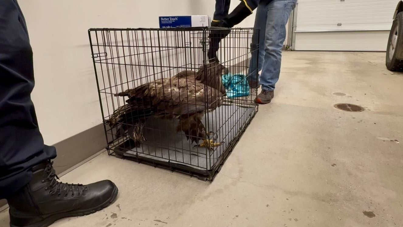 A frozen bald eagle was taken to an Alaskan police station to be fed, warmed up and then released back into the wild.