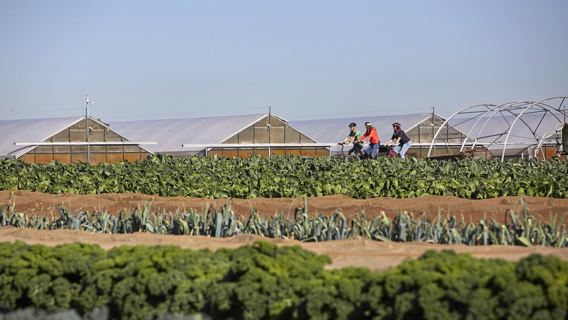Auch ein Kraut-und-R&uuml;ben-Radweg f&uuml;hrt durch das Riesling-Anbaugebiet
