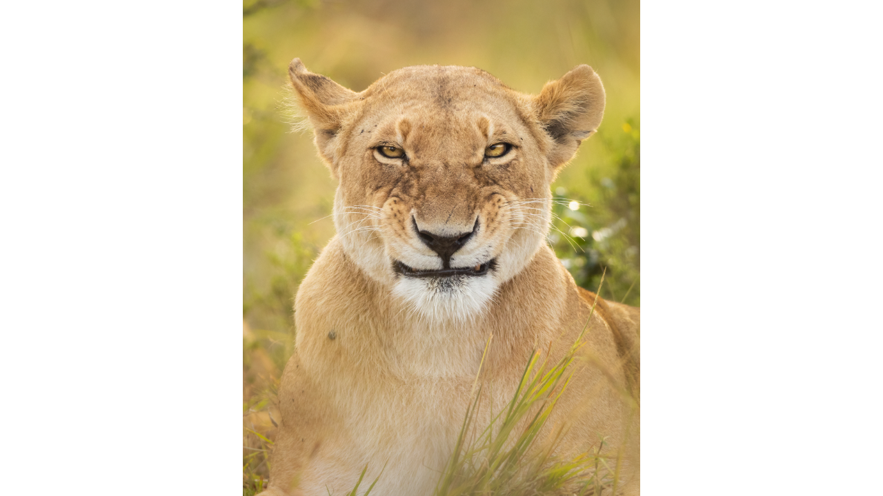 Comedy Wildlife Photography Awards Release Their Shortlisted Photos for This Year's Competition! (PART 1) 4