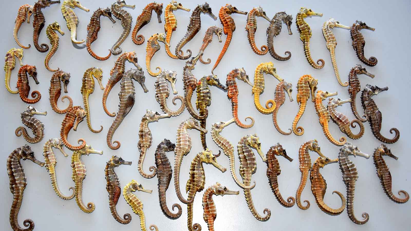 dpa HANDOUT - 13.07.2018, Bayern, M&uuml;nchen: Getrocknete Seepferdchen liegen beim Zoll am Flughafen M&uuml;nchen. Zollbeamte hatten die Tiere beschlagnahmt. Ein Reisender hatte die Meerestiere, die unter das Washingtoner Artenschutzabkommen fallen, als Geschenke aus Vietnam mitgebracht. Ihm droht jetzt eine Geldstrafe. (zu dpa &laquo;53 Seepferdchen vom Zoll beschlagnahmt&raquo; vom 13.07.2018) Foto: Hauptzollamt M&uuml;nchen/dpa - ACHTUNG: Nur zur redaktionellen Verwendung und nur mit vollst&auml;ndiger Nennung des vorstehenden Credits +++ dpa-Bildfunk +++
Credit: dpa
