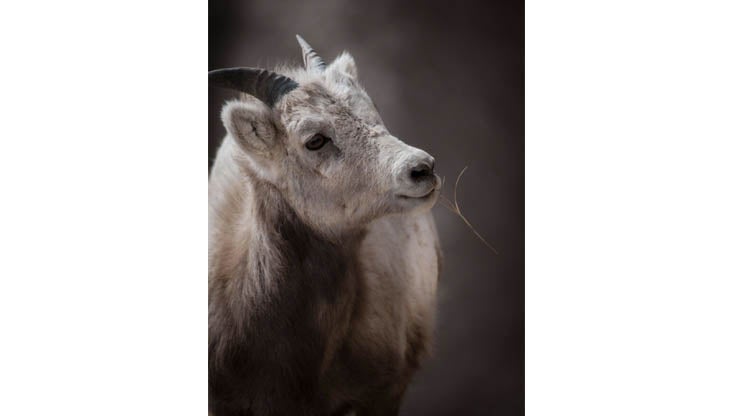 Cutest, Coolest, Rarest Animals From the 2014 Itâ€™s Amazing Out There