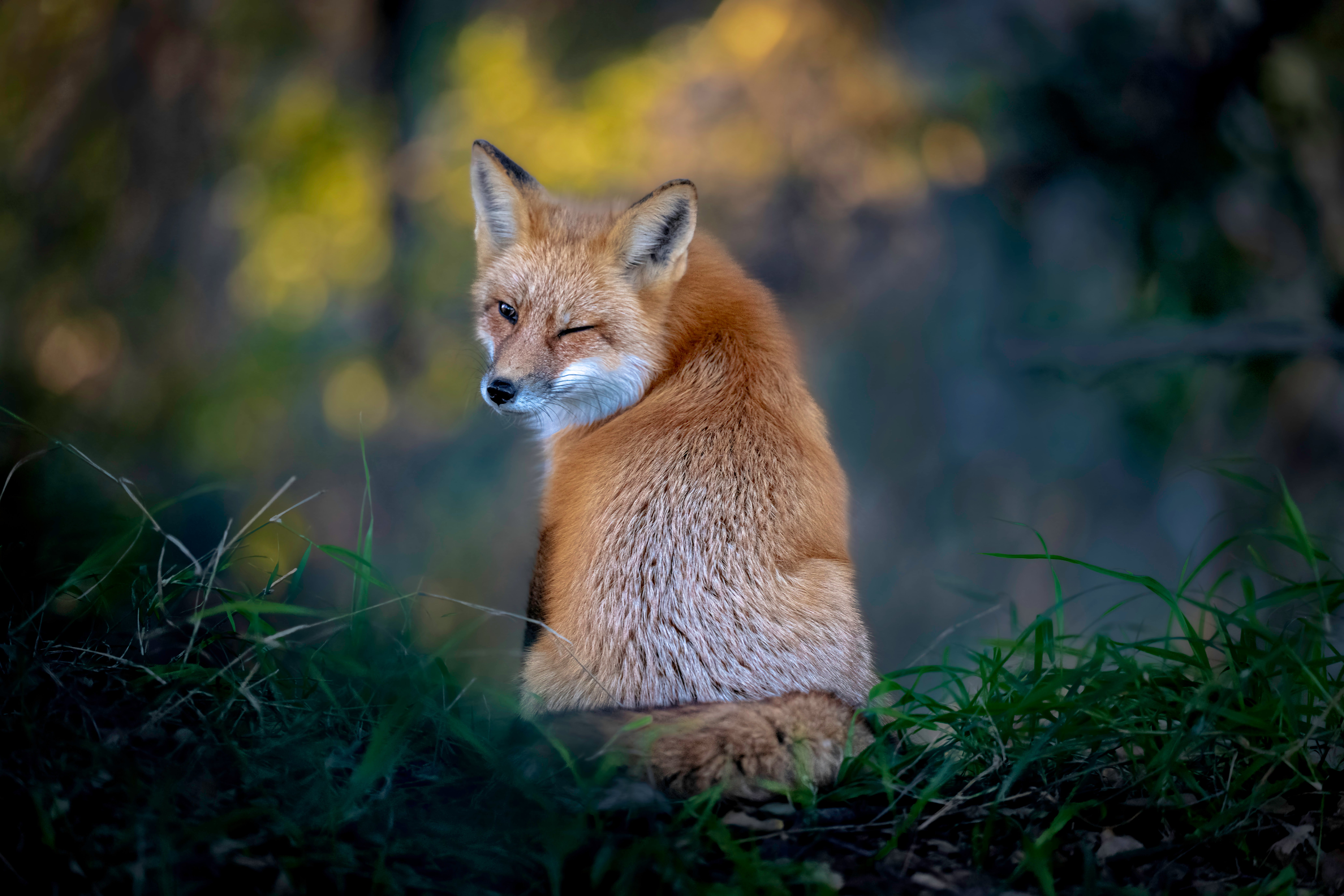 The Comedy Wildlife Photography Awards 2022
Kevin Lohman
Santa Cruz
United States

Title: The Wink
Description: An American Red Fox casually walked up to the edge of the woods and sat down, then turned around and gave a wink. Moments later, this sly fox disappeared into the trees.
Animal: American Red Fox
Location of shot: San Jose, California