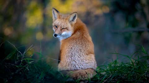 Comedy Wildlife Photography Awards Release Their Shortlisted Photos for This Year's Competition! (PART 1) 6 The Comedy Wildlife Photography Awards 2022
Kevin Lohman
Santa Cruz
United States
Title: The Wink
Description: An American Red Fox casually walked up to the edge of the woods and sat down, then turned around and gave a wink. Moments later, this sly fox disappeared into the trees.
Animal: American Red Fox
Location of shot: San Jose, California