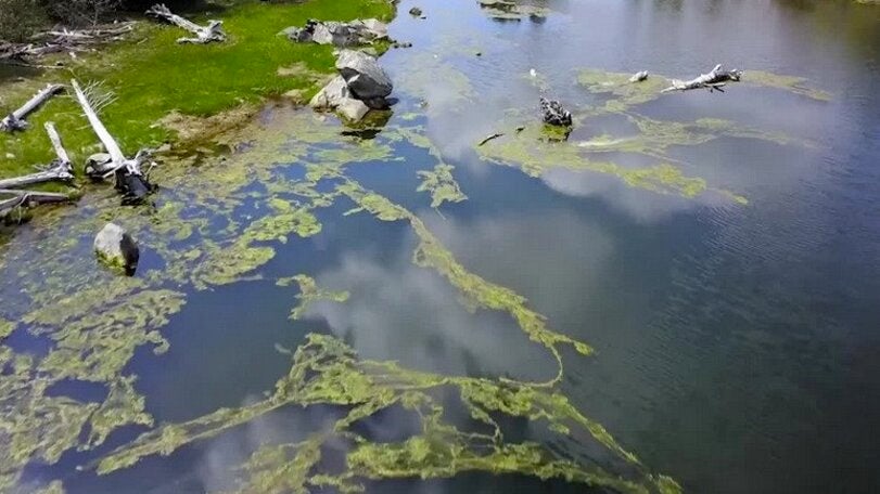 Study Finds Toxic Algae Blooms Intensifying Around the World The