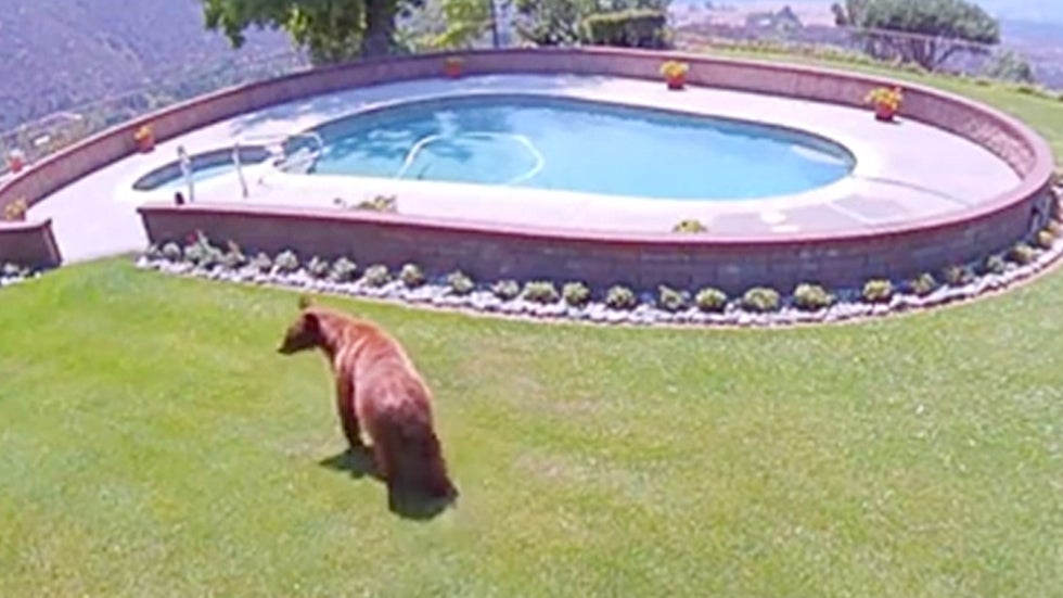 Camera Captures Bears Cooling off in Backyard Pool in California The