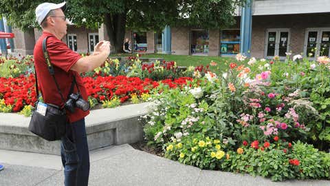 Central Florida resident Paul Leake photographs a dahlia garden in Town Square in Anchorage, Alaska, Thursday, Aug. 15, 2019. Alaska recorded its warmest month ever in July and hot, dry weather has continued in Anchorage and much of the region south of the Alaska Range. (AP Photo/Dan Joling)