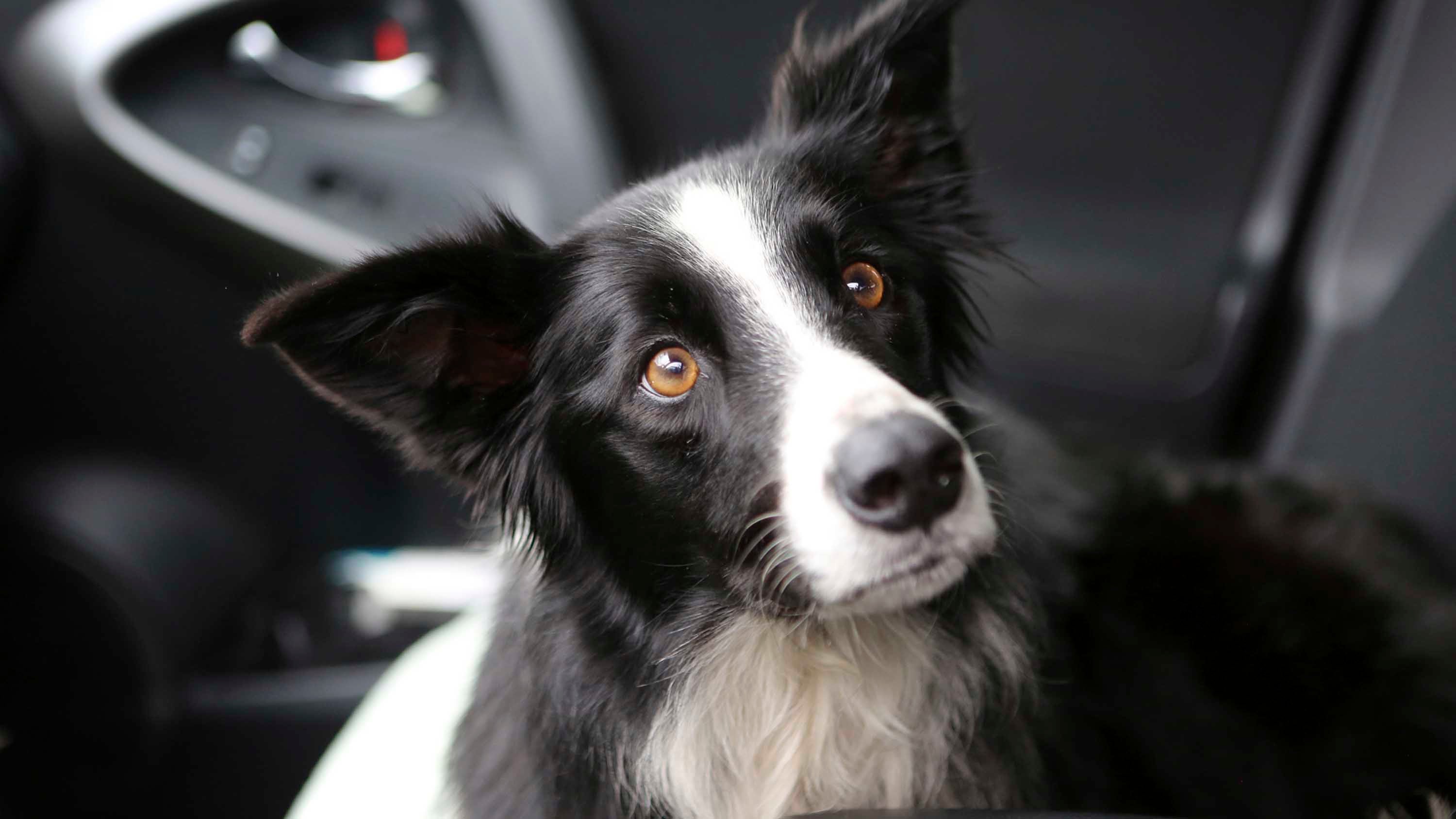 Washington Family Finds Missing Dog In Montana After 57 Day Search The Weather Channel Articles From The Weather Channel Weather Com