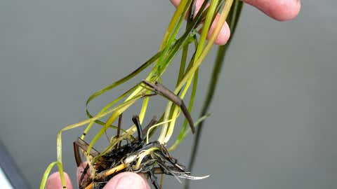 The University of New Hampshire's Fred Short holds a strand of eel grass pulled from the Great Bay in Durham, New Hampshire. After years of declines in seagrasses, Short and his colleagues have started to document a recovery of the underwater marine plant, which is critical for water quality in the bay and serves as food source and shelter for fish, crustaceans and other marine animals. (AP Photo/Michael Casey)