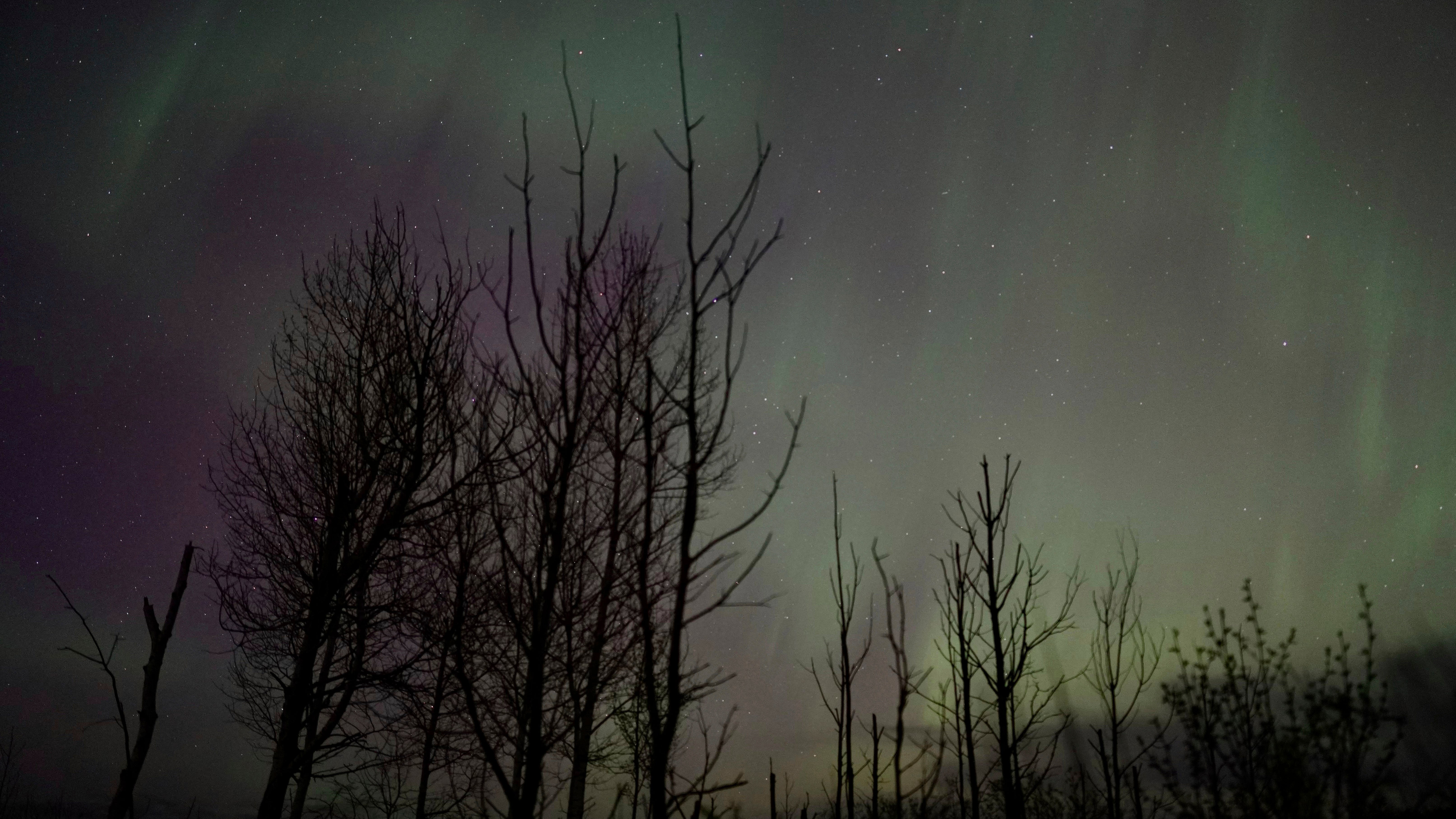 The northern lights glow in the sky over St. Croix State Forest near Markville, Minn., late Friday, May 10, 2024. (AP Photo/Mark Vancleave)