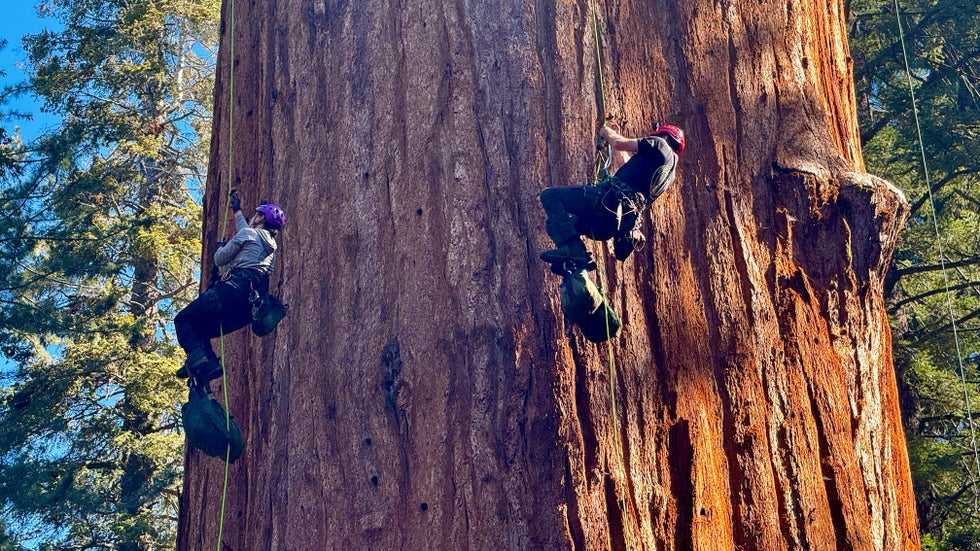 World's Largest Tree Conquered By Climbers For First Time | Weather ...