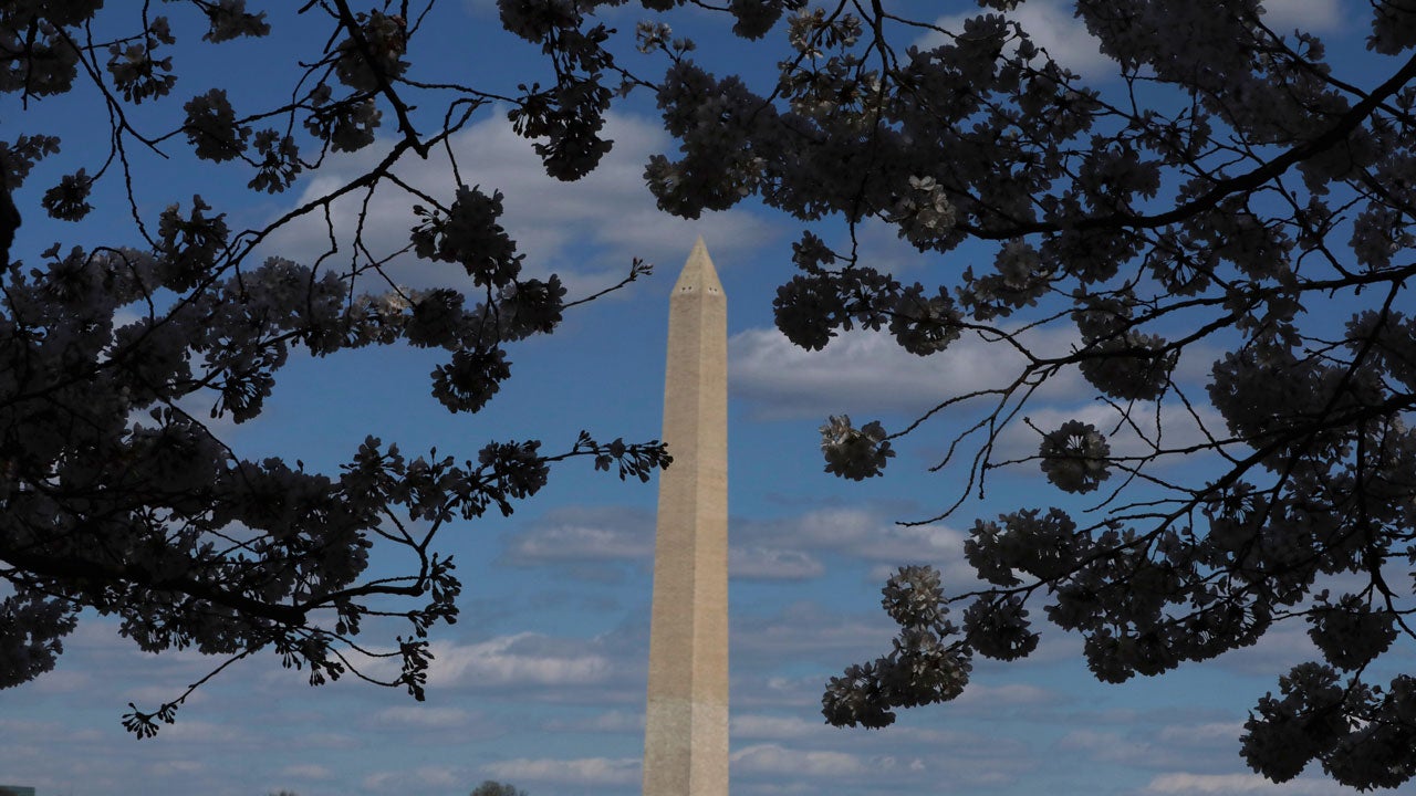 The Washington Monument is seen as cherry trees begin to bloom, Wednesday, March 26, 2025, around the Tidal Basin in Washington. (AP Photo/Rahmat Gul)