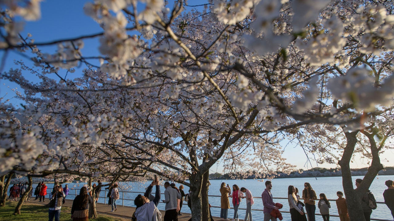 People walk along the Tidal Basin to see the cherry blossoms, Thursday, March 27, 2025, in Washington. (AP Photo/Rod Lamkey, Jr.)