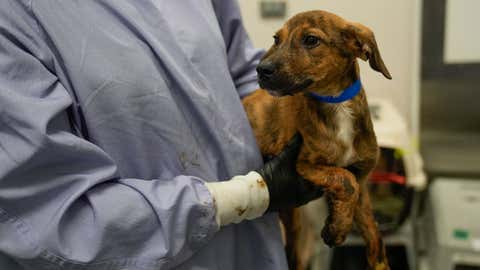 Intake coordinator Lily Tate-Soto holds a puppy transported from a shelter affected by flooding in Texas at PAWS Chicago Medical Center, Wednesday, July 16, 2025, in Chicago. (AP Photo/Erin Hooley)