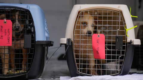 Puppies transported from shelters affected by flooding in Texas arrive at PAWS Chicago Medical Center, Wednesday, July 16, 2025, in Chicago. (AP Photo/Erin Hooley)