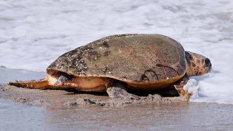 After recovering from health problems a 230 pound loggerhead turtle named June Cleaver is released in the Atlantic Ocean by the Brevard Zoo's Turtle Healing Center Wednesday, Sept. 3, 2025, in Melbourne, Florida.
