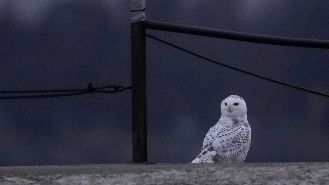 A snowy owl rests on a pier near Montrose Point Bird Sanctuary, Friday, Nov. 21, 2025, in Chicago. (AP Photo/Erin Hooley)