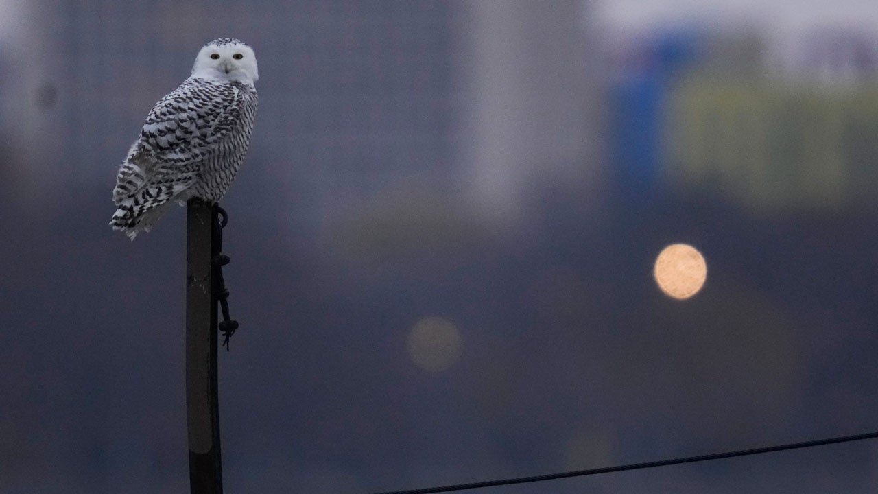 A snowy owl rests on a pier near Montrose Point Bird Sanctuary, Friday, Nov. 21, 2025, in Chicago. (AP Photo/Erin Hooley)