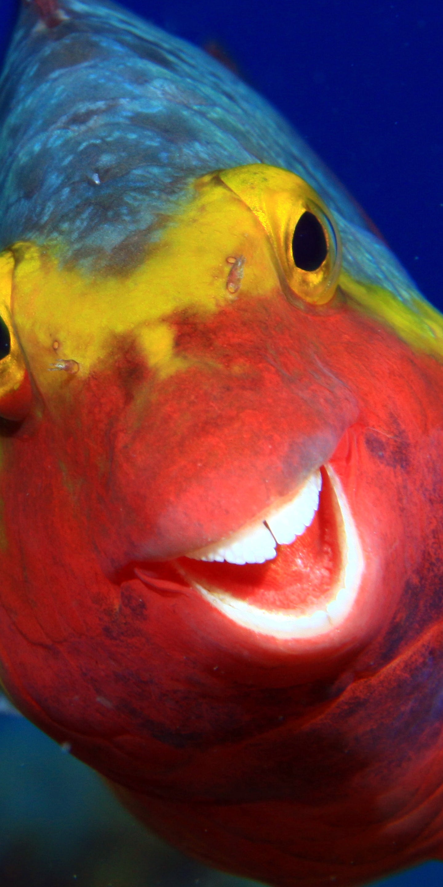 Parrot Fish Smile