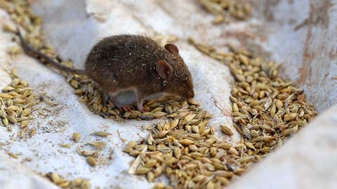 A mouse sits on a plastic tarp that was used as a trap at Terry Fishpool's Farm in the agricultural town of Tottenham, New South Wales on June 2, 2021.  After years of crippling drought, farmers in Eastern Australia are in a battle with hordes of mice as they roam through fields devouring crops.  (Photo by SAEED KHAN / AFP via Getty Images)