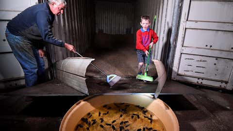 Australian farmer Col Tink and his grandson chase mice from a wheat store into a water-filled tub that serves as a trap on his property in the town of Dubbo, New South Wales, Australia.  (Photo by SAEED KHAN / AFP via Getty Images)