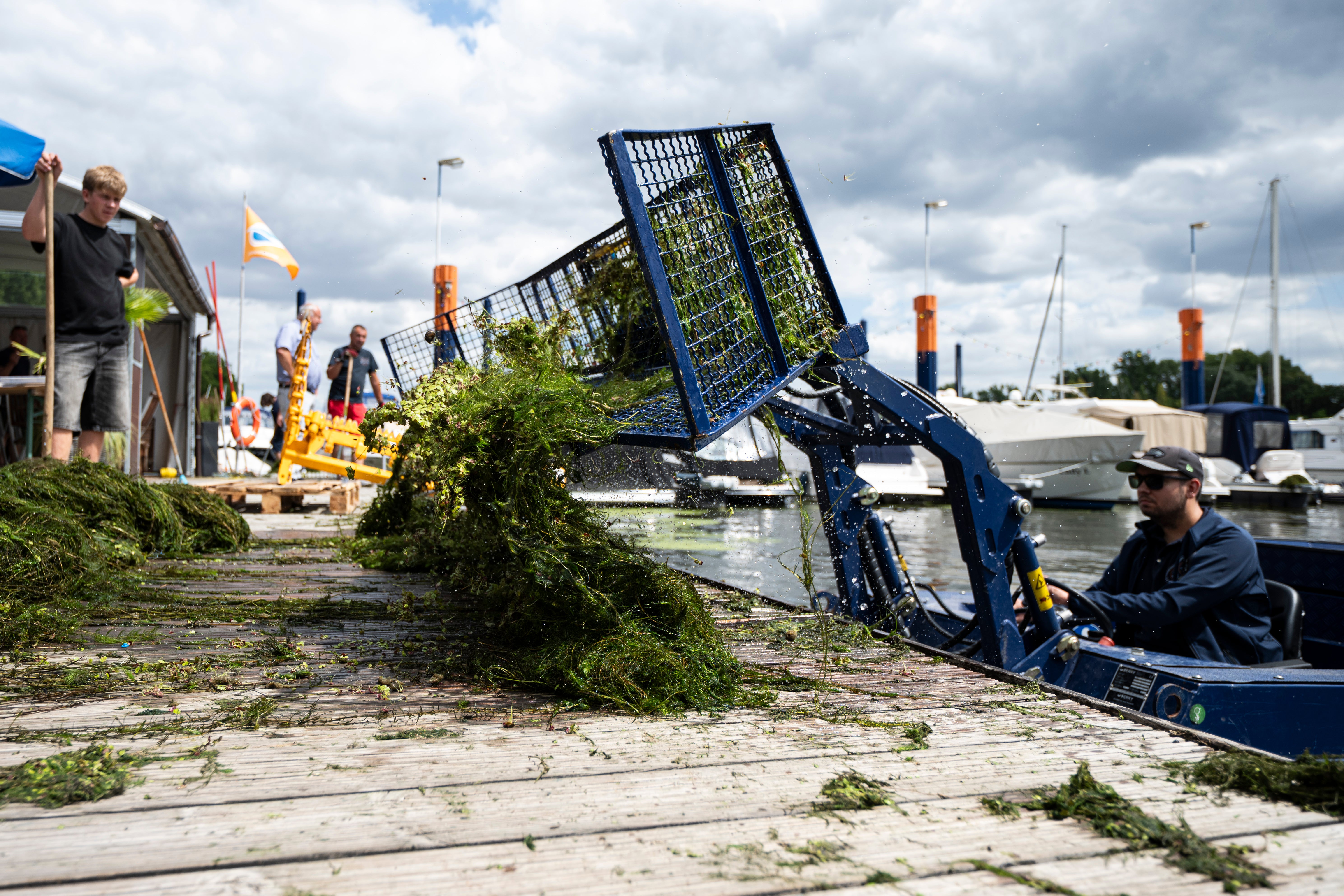 20.07.2026, Hessen, Wiesbaden: Ein Boot mit Sammelkorb hebt gem&auml;hte Wasserpest aus dem Wasser. Die Wasserpest ist eine eingeschleppte Art und w&auml;chst extrem schnell. Sie verdr&auml;ngt andere heimische Wasserpflanzen. (Hannes P. Albert/dpa)