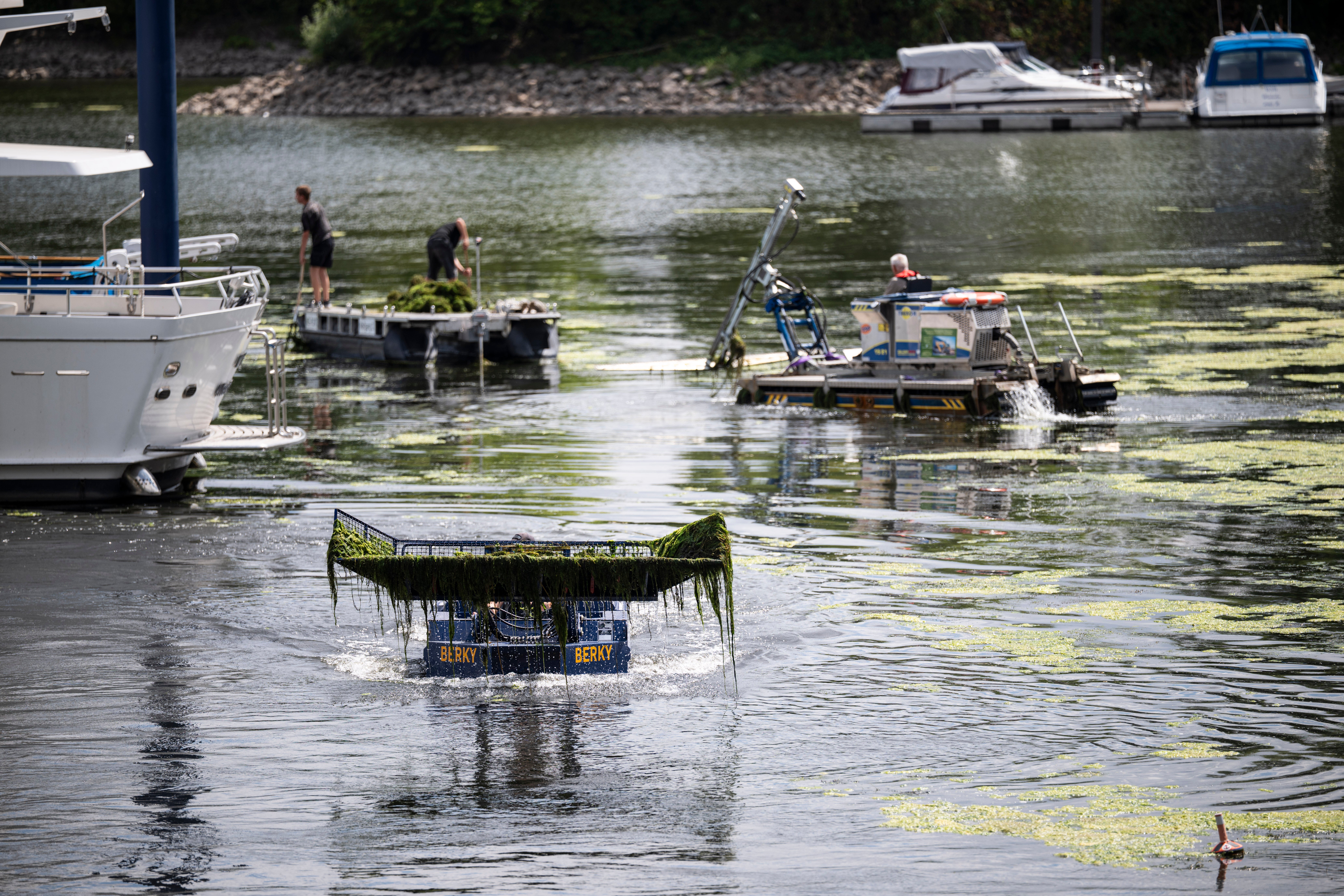 20.07.2026, Hessen, Wiesbaden: Ein Boot mit Sammelkorb und ein M&auml;hboot fahren durch das Hafenbecken. Die Wasserpest ist eine eingeschleppte Art und w&auml;chst extrem schnell. Sie verdr&auml;ngt andere heimische Wasserpflanzen. (Hannes P. Albert/dpa)