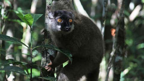 A lemur looks through the forest at Andasibe-Mantadia National Park in Andasibe, Madagascar. (AP Photo/Jason Straziuso)