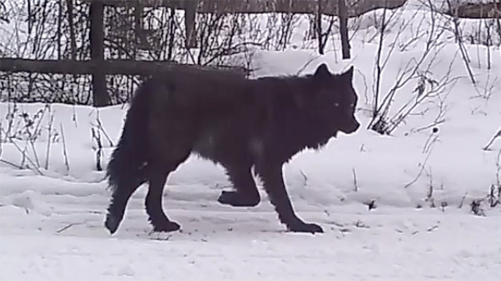 Black Wolf Jumping Wolf Jump Cut Out Stock Images & Pictures Page 2
