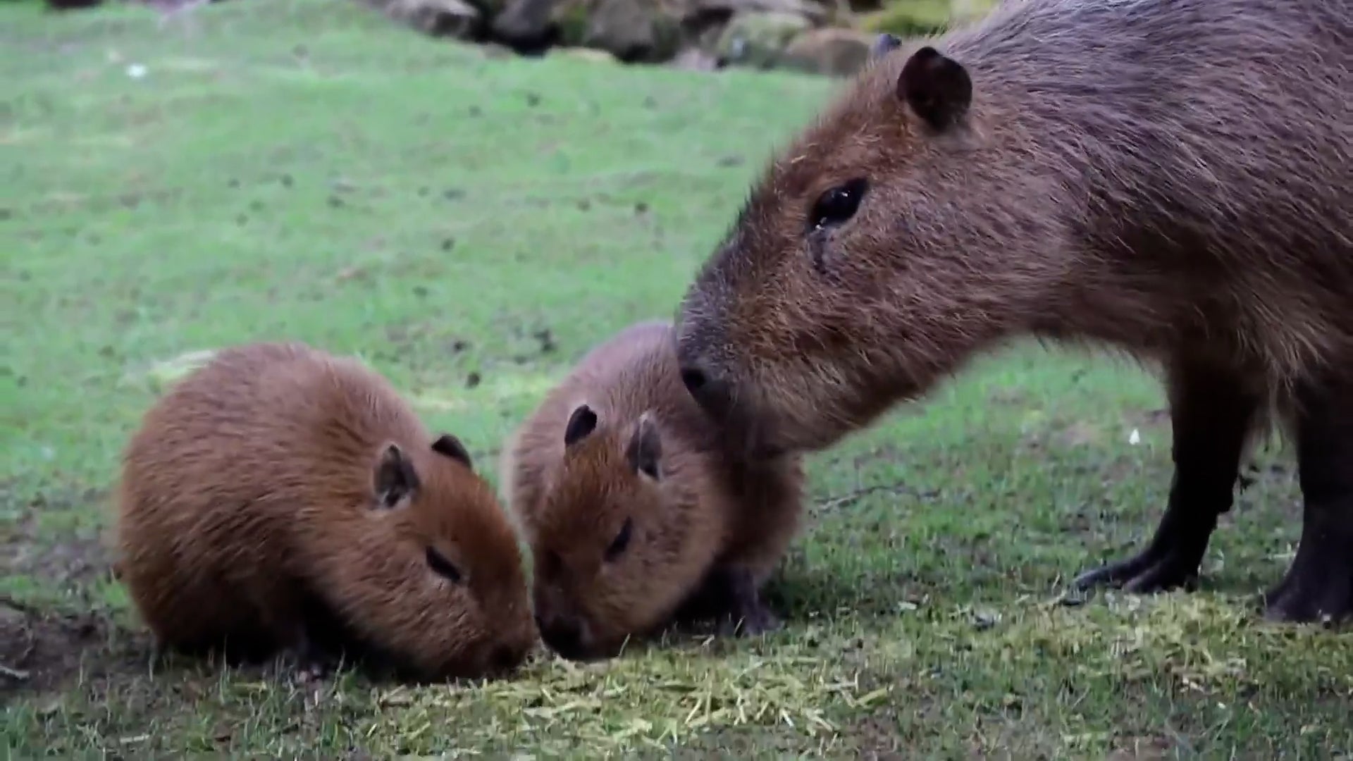 Surprise! It’s Twin Capybaras – Videos from CBS26