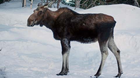 A wild moose is seen in the Chic-Choc mountains in the region of Gaspésie in Quebec, Canada, on March 3, 2019. (Julien Besset/AFP/Getty Images)