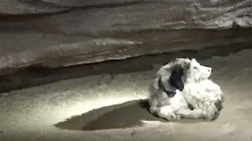Missing For Months Dog Found 500 Feet Underground Videos From The Weather Channel