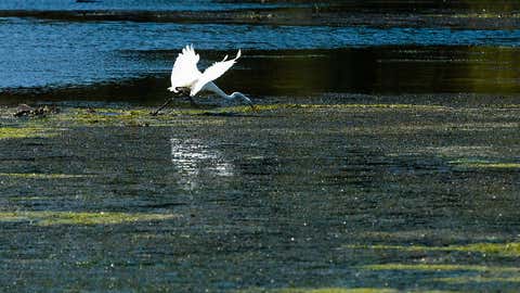 A great egret hunts along underwater grass beds where Accokeek Creek reaches the Potomac River at Piscataway Park in Prince George's County on Sept. 20, 2017. (Photo by Will Parson/Chesapeake Bay Program)