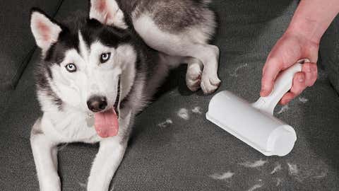 The Popular Chom Chom Pet Hair Remover Is On Sale Weather