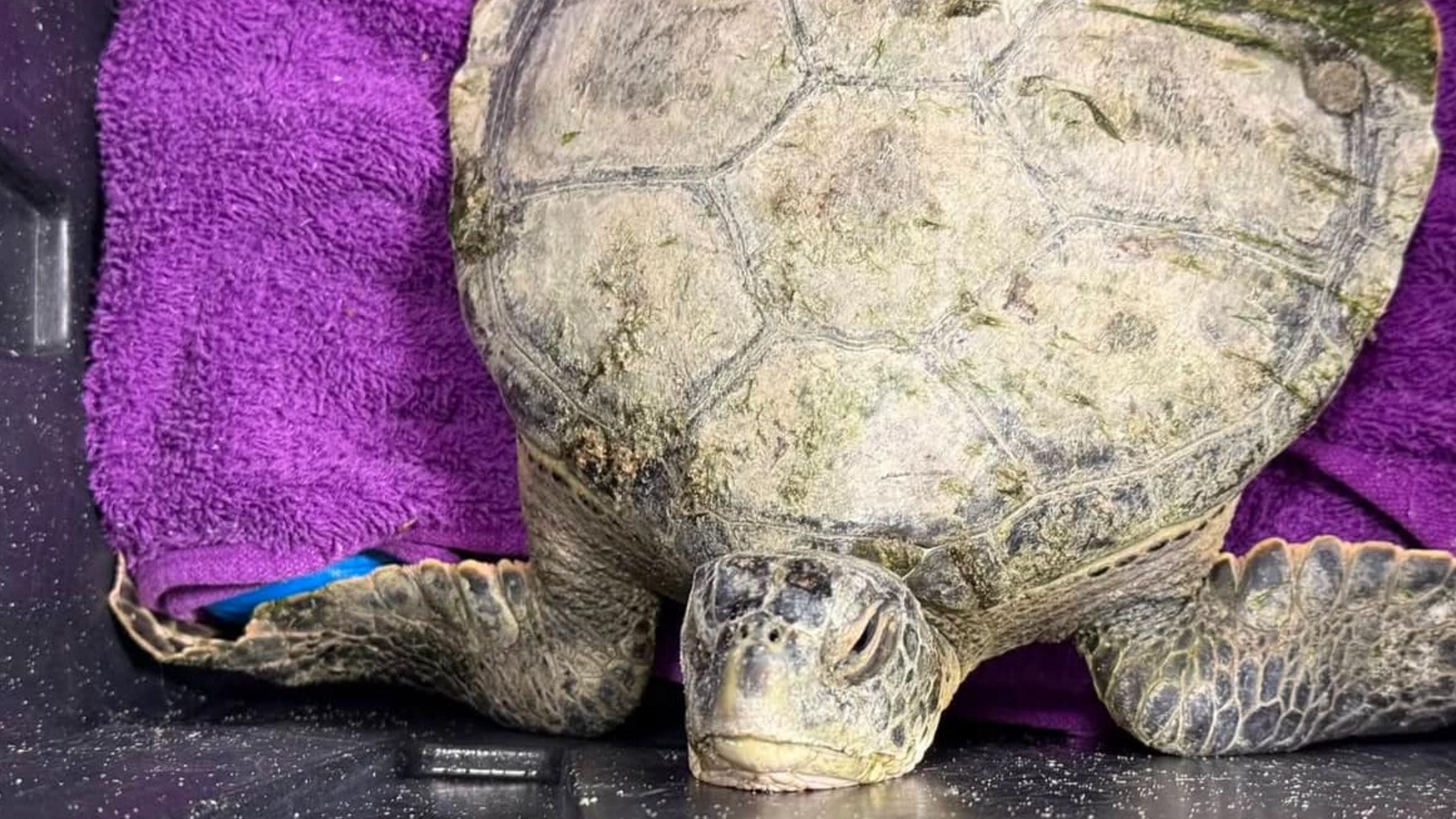 This cold-stunned sea turtle is one of 100 brought to the University of Florida Sea Turtle Hospital at Whitney Lab in St. Augustine, Florida, amid frigid weather from Jan. 22 to Jan. 26, 2025.