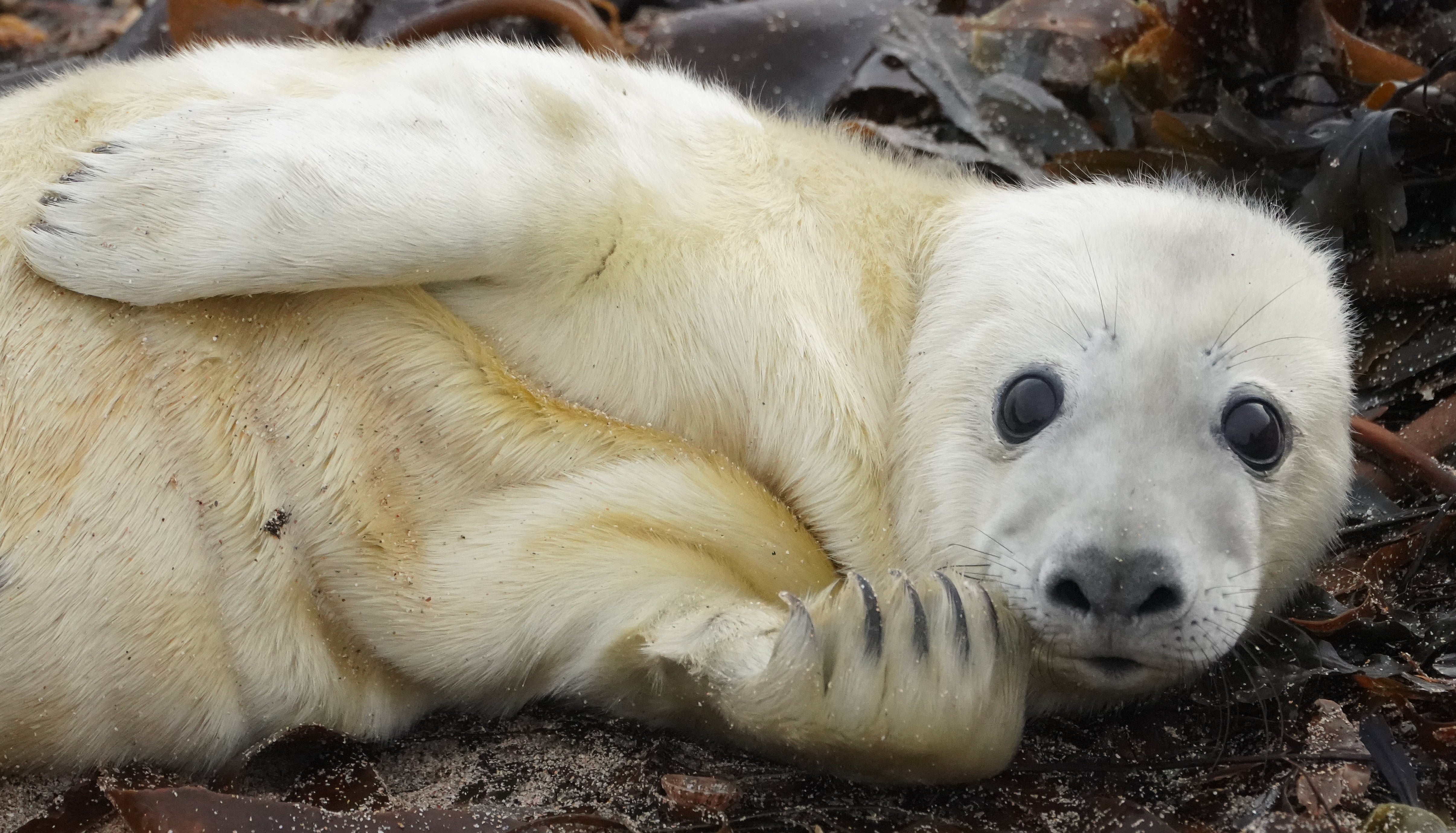 Wegen des Lockdowns konnte die j&auml;hrliche Bestandsaufnahme an Kegelrobben in einer der wichtigsten Kolonien Gro&szlig;britanniens nicht durch Ranger des National Trust durchgef&uuml;hrt werden. 