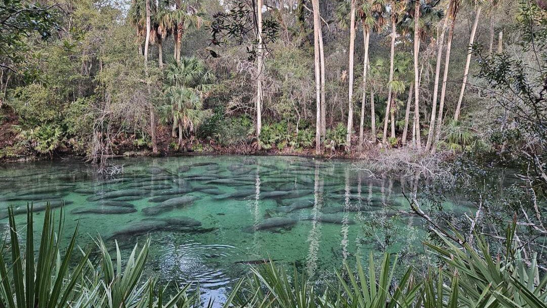 Florida Manatees Gather In Record Numbers | Weather.com