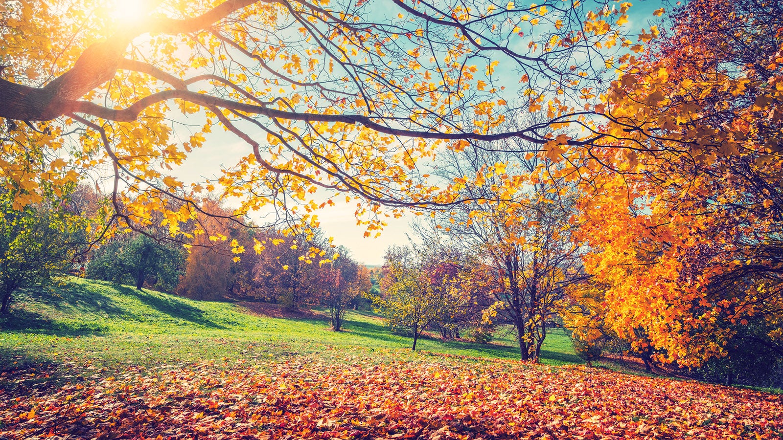 Sunny autumn landscape with golden trees and blue sky in countryside