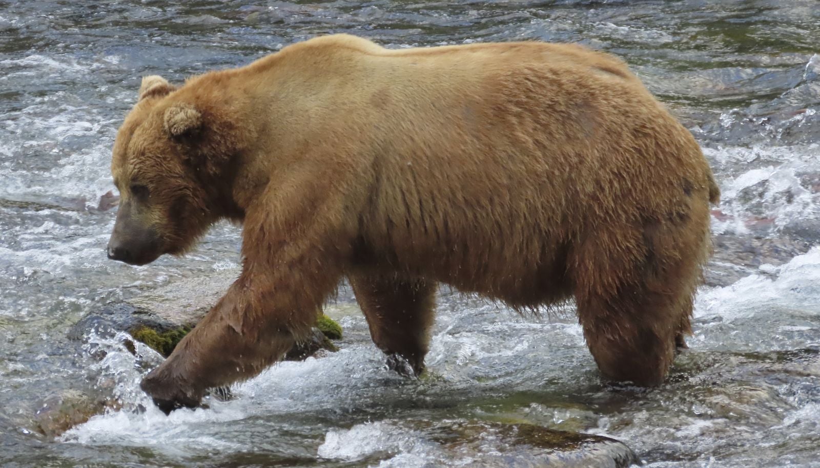 This image provided by the National Park Service shows bear 602 at the Katmai National Park and Preserve in Alaska, on July 12, 2025. (T Carmack/National Park Service via AP)