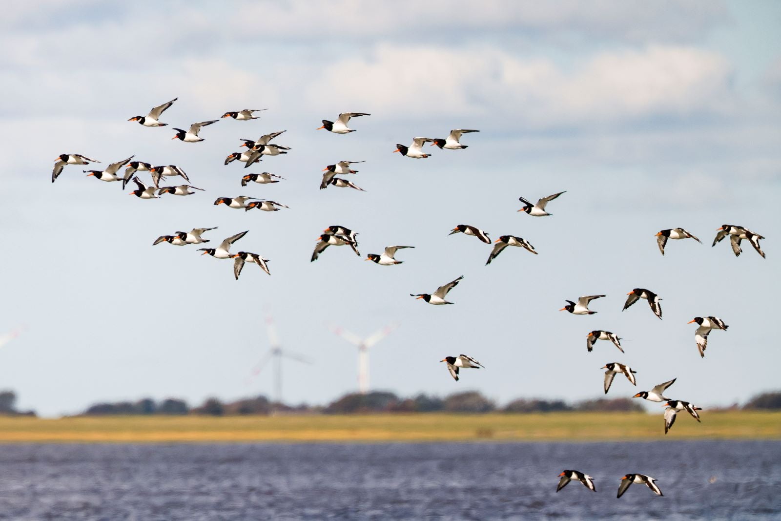 PRODUKTION - 23.09.2025, Schleswig-Holstein, Reu&szlig;enk&ouml;ge: Austernfischer sind im Landeanflug. Vor 40 Jahren beschloss der Kieler Landtag die Einrichtung eines Nationalparks im schleswig-holsteinischen Wattenmeer. 2009 wurde das Wattenmeer von der Unesco als Weltnaturerbe anerkannt. (zu dpa: &laquo;Schrumpfendes Wattenmeer? Welche Folgen der Klimawandel hat&raquo;) Foto: Frank Molter/dpa +++ dpa-Bildfunk +++
Copyright
