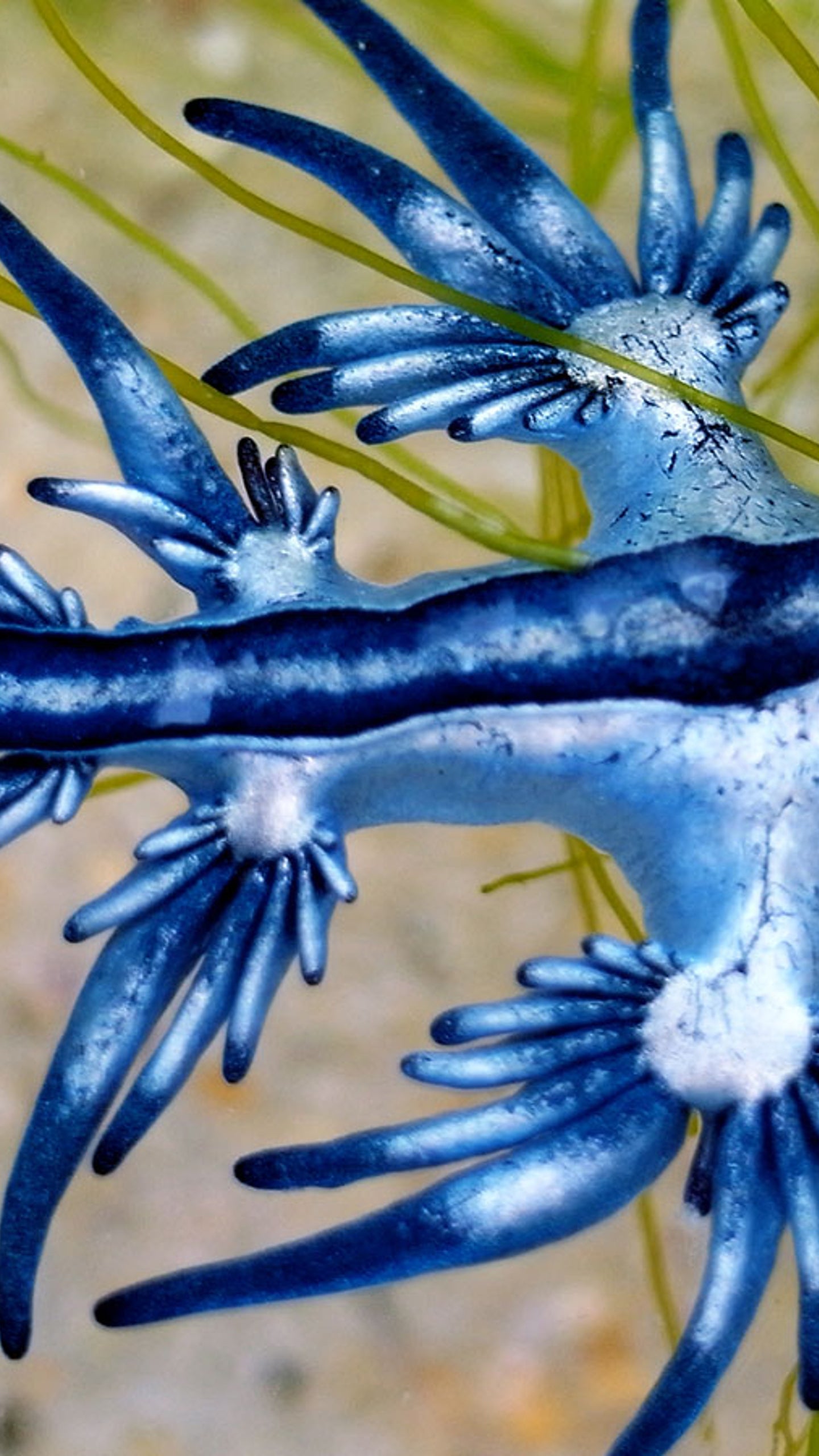 Giftige Meeresbewohner In Texas Angespult Und Niemand Weiss Warum The Weather Channel Artikel Von The Weather Channel Weather Com