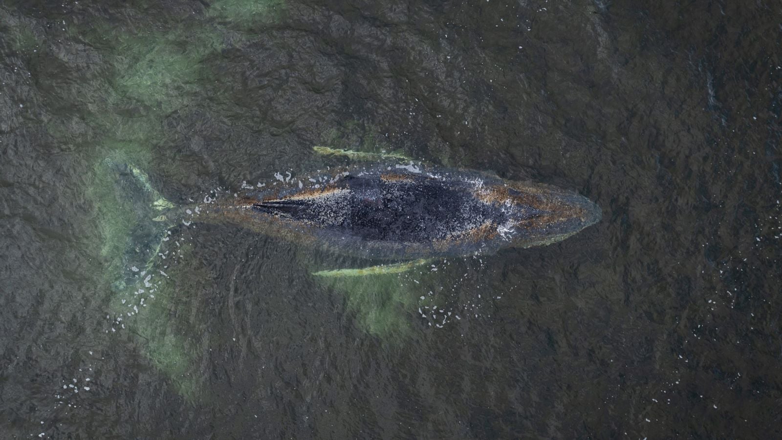 HANDOUT - 29.03.2026, Mecklenburg-Vorpommern, Wismar: Eine Drohnenaufnahme herausgegeben von Greenpeace zeigt den Buckelwal in der Wismarbucht. Der Buckelwal liegt noch immer in der Wismarbucht. Nach aktuellen Erkenntnissen stecke das Tier derzeit nicht auf einer Sandbank fest, sondern befinde sich in zwei Meter tiefem Wasser, wie der Greenpeace-Meeresbiologe Thilo Maack der Deutschen Presse-Agentur sagte. Foto: Daniel M&uuml;ller/Greenpeace Germany/dpa - ACHTUNG: Nur zur redaktionellen Verwendung im Zusammenhang mit der aktuellen Berichterstattung und nur mit vollst&auml;ndiger Nennung des vorstehenden Credits; keine Archivierung, +++ dpa-Bildfunk +++