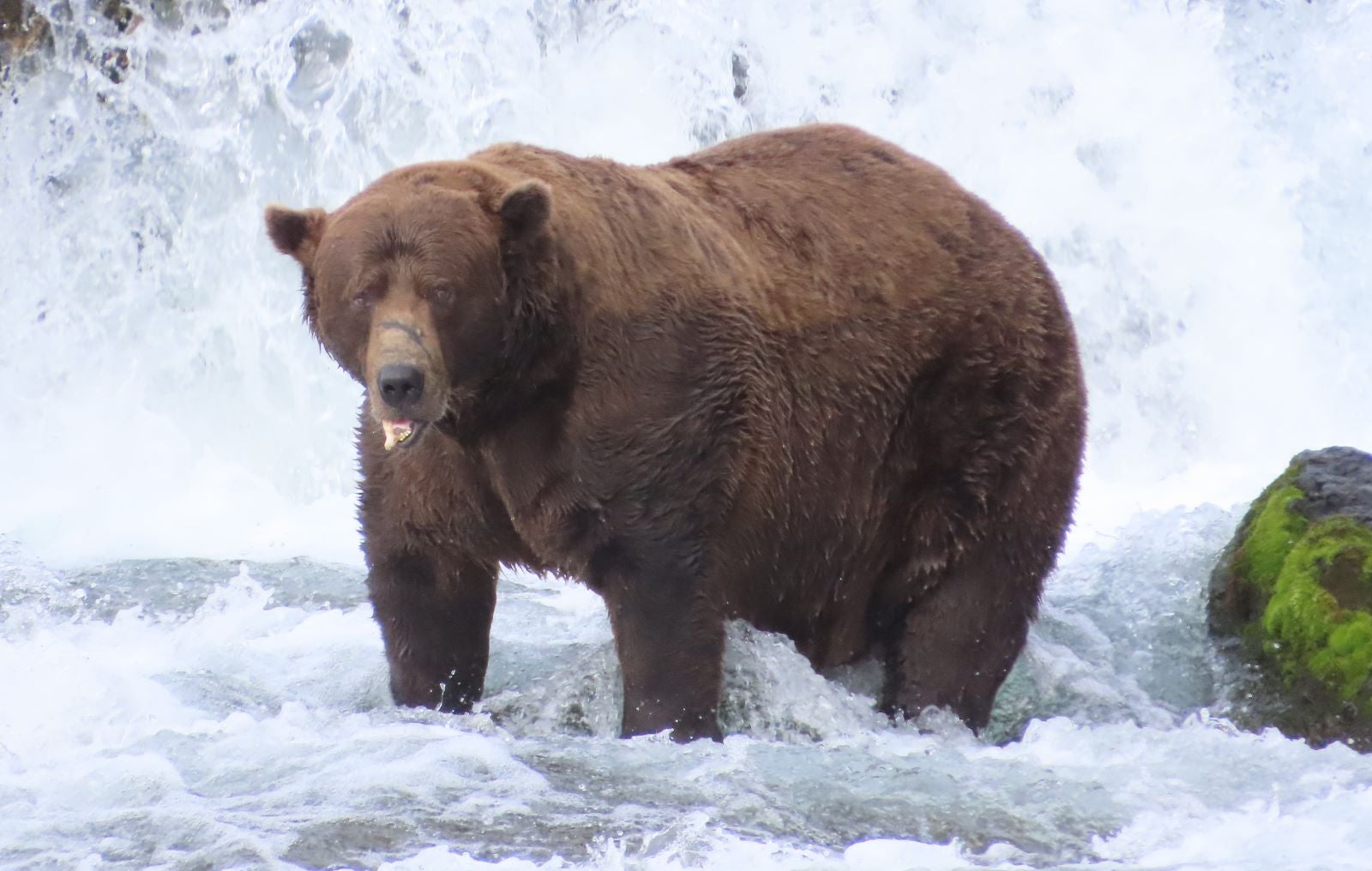 HANDOUT - 15.09.2025, USA, Katmai Nationalpark: Dieses vom National Park Service zur Verf&uuml;gung gestellte Bild zeigt Braunb&auml;r 32 &laquo;Chunk&raquo; im Katmai National Park. (zu dpa "&laquo;Fat Bear&raquo;-Wahlen: &laquo;Chunk&raquo; und &laquo;Grazer&raquo; im Rennen") Foto: T. Carmack/Katmai-Nationalpark/dpa - ACHTUNG: Nur zur redaktionellen Verwendung und nur mit vollst&auml;ndiger Nennung des vorstehenden Credits +++ dpa-Bildfunk +++