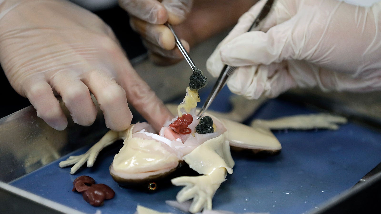 Get Leichen sezieren For Android