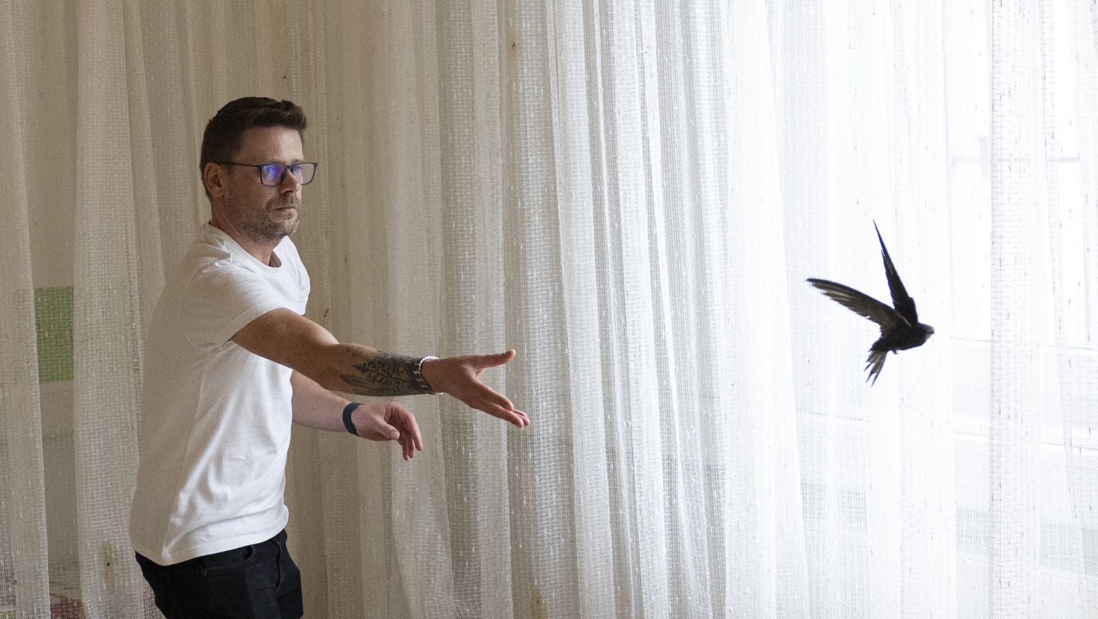 PRODUKTION - 15.10.2025, Hessen, Frankfurt/Main: Ein Mitarbeiter begleitet einen Mauersegler bei Flug&uuml;bungen in der Mauserseglerklinik in Frankfurt. In der Klinik werden verunfallte Mauersegler gepflegt und gef&uuml;ttert. (zu dpa: &laquo;Eine Klinik f&uuml;r Mauersegler&raquo;) Foto: Hannes P Albert/dpa +++ dpa-Bildfunk +++