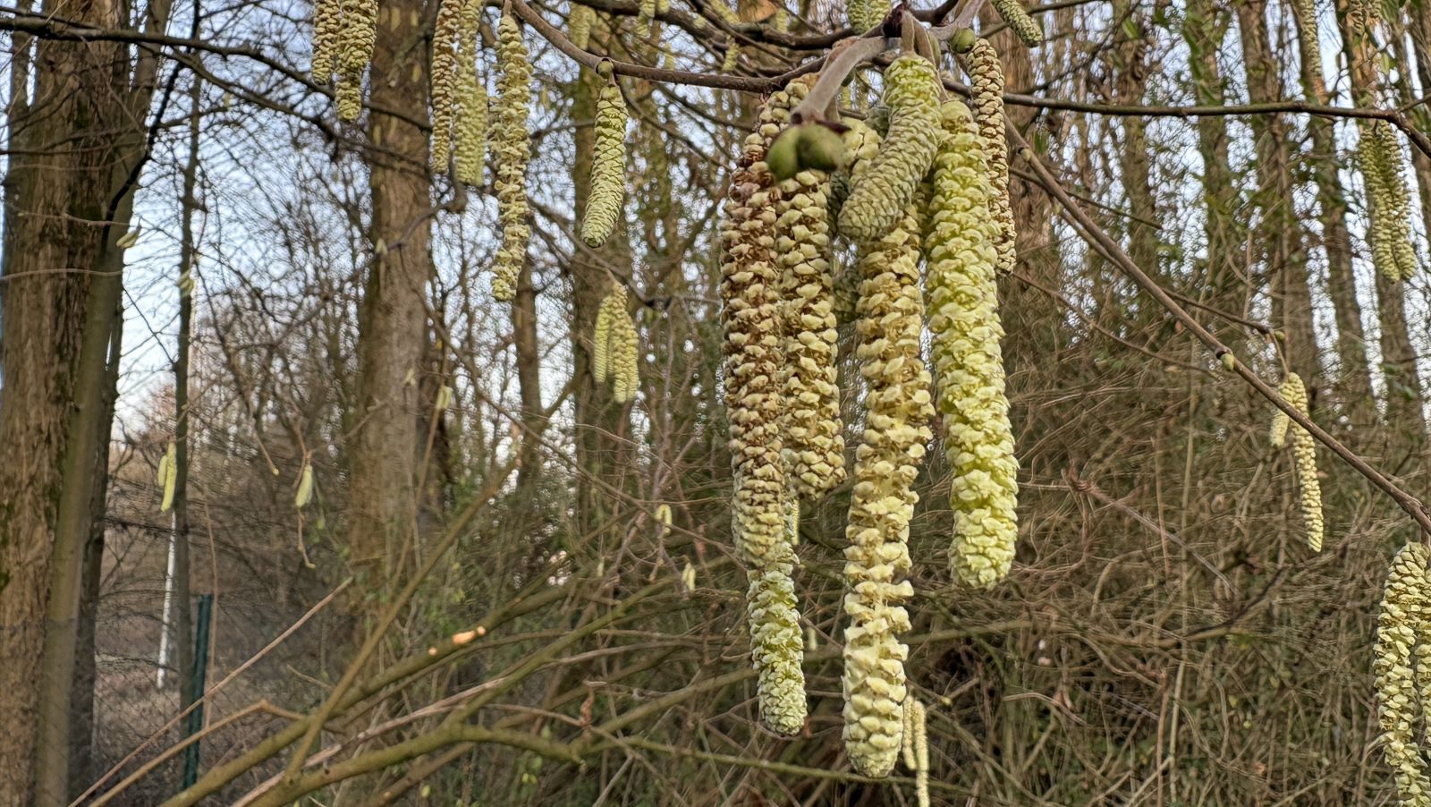 PRODUKTION - 18.12.2025, Nordrhein-Westfalen, Haan: Ge&ouml;ffnete Bl&uuml;tenst&auml;nde, auch K&auml;tzchen genannt, h&auml;ngen an einem Haselnussstrauch. Wegen des milden Wetters fliegen unter anderem im Rheinland schon die ersten Haselnusspollen. Allergiker k&ouml;nnen deshalb deutlich fr&uuml;her als sonst Symptome bekommen. (zu dpa: &laquo;Rote Augen unter dem Weihnachtsbaum? Pollenflug beginnt fr&uuml;h&raquo;) Foto: Marc Herwig/dpa +++ dpa-Bildfunk +++