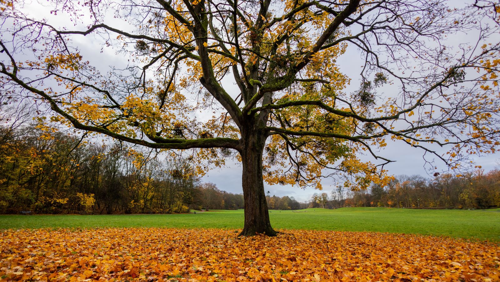dpatopbilder - 17.11.2025, Nordrhein-Westfalen, K&ouml;ln: Ein einsamer Baum, der nahezu alle Bl&auml;tter verloren hat, steht bei bew&ouml;lktem Himmel im Beethovenpark. Foto: Rolf Vennenbernd/dpa +++ dpa-Bildfunk +++