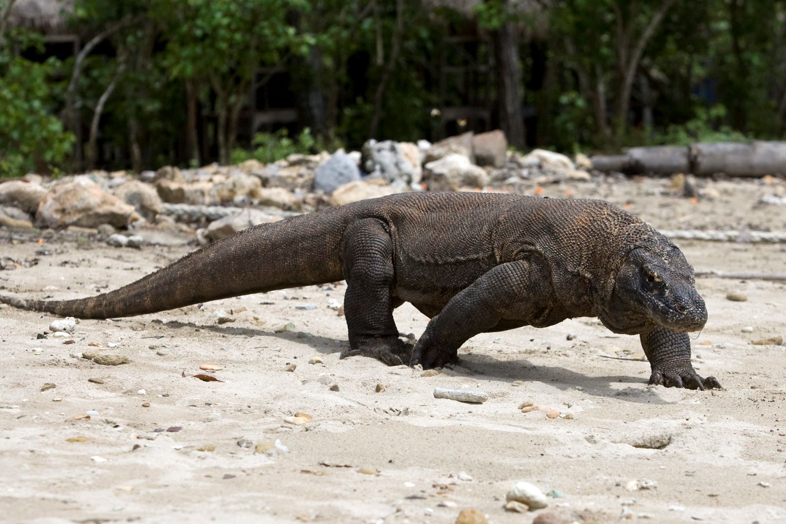 ARCHIV - 02.12.2010, Indonesien, Komodo: Ein Komodowaran, aufgenommen im Komodo Island Nationalpark. Die gr&ouml;&szlig;te lebende Echse der Welt ist st&auml;rker bedroht als bislang gedacht. Die Weltnaturschutzunion (IUCN) stuft ihn auf ihrer Liste der bedrohten Tier- und Pflanzenarten seit Samstag als &laquo;stark gef&auml;hrdet&raquo; ein. (zu dpa "Klimawandel setzt Komodowaran zu: &laquo;stark gef&auml;hrdet&raquo; auf Roter Liste") Foto: Made Nagi/EPA/dpa +++ dpa-Bildfunk +++